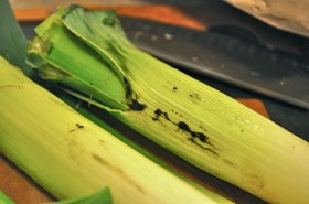 Dirty leeks that need a thorough cleaning