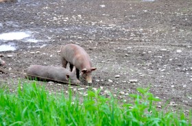 A pair of pigs
