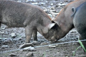 Piggy love