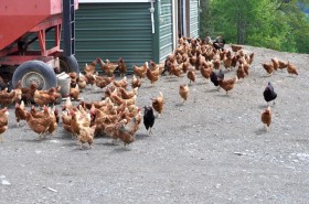 The chicken pack followed us out.