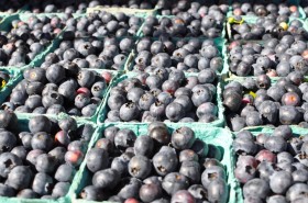 Peak of blueberries