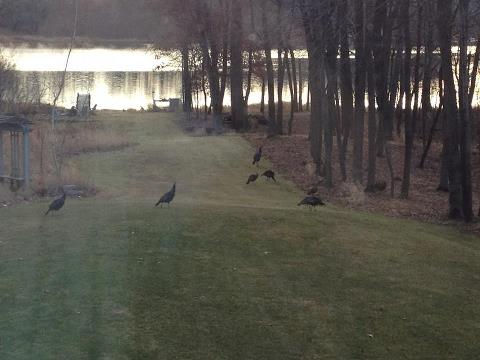 Wild turkeys in the yard