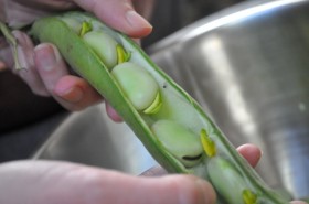 First Shelling:   Bean from Pod